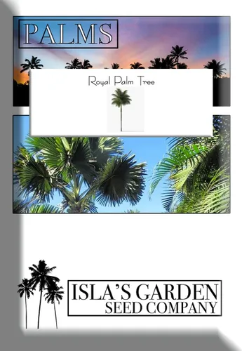 Royal Palm Tree Seeds, Roystonea Regia, también conocida como Cuban/Florida Royal Palm, 20 semillas de árbol de alta calidad, palmera exótica,