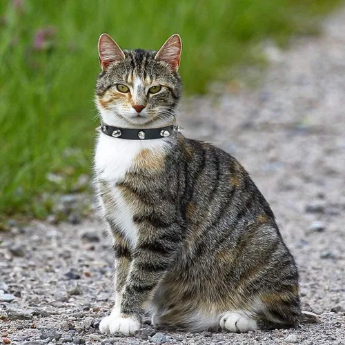 Miniatura 9 de BINGPET Collar de piel con clavos para gatos con campanas, collar de perro tachonado con hebilla, collares góticos suaves para gatitos con púas