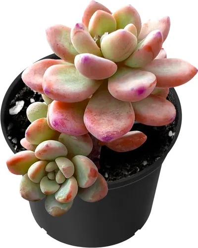 Miniatura 6 de Sprout N Green Echeveria 'Baekya', planta suculenta viva de 'White Night' totalmente enraizada en maceta de 2 pulgadas, decoración de boda