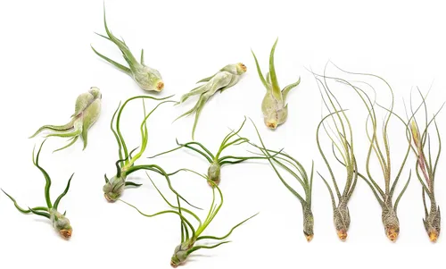 Miniatura 7 de Paquete de plantas de aire Wild Ones, Tillandsia Caput Medusae, Butzii y Bulbosa Guatemala, plantas suculentas de interior para soportes