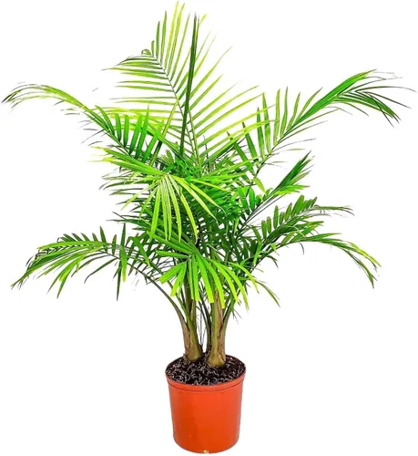 Miniatura 8 de European Fan Palm - Tropical Plants of Florida - Planta de palmera viva, altura total de 30 a 36 pulgadas (solo planta)