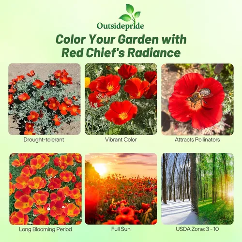 Miniatura 2 de Outsidepride Red Chief Semillas de amapola de California para plantar, 1/4 libras. Semillas anuales, tolerantes a la sequía y fáciles de cultivar