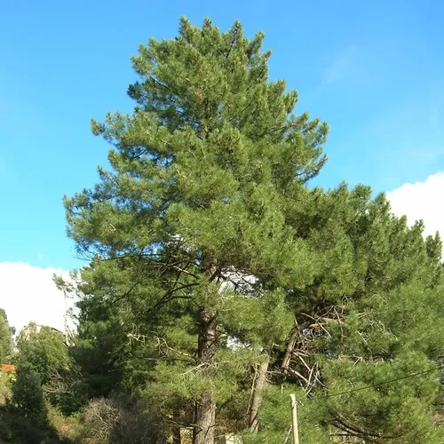 Miniatura 5 de Pinus Pinaster (Maritime Pine, Cluster Pine) Semillas de árbol, aspecto atractivo, follaje de hoja perenne, semillas de MySeeds.Co, elige