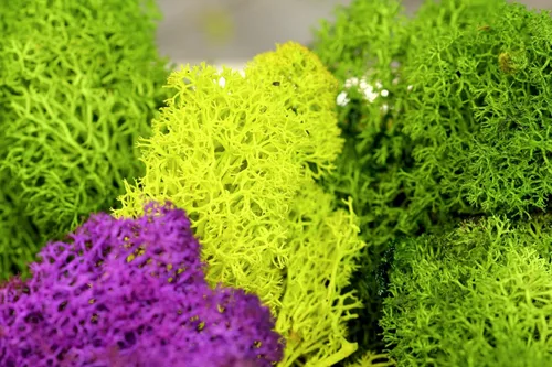 Miniatura 4 de Musgo preservado SuperMoss, Fucsia