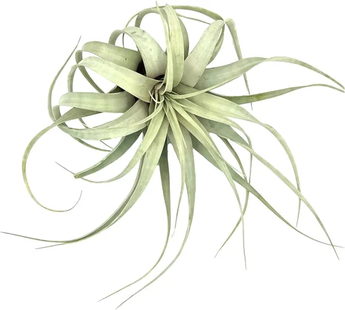 Miniatura 8 de ragnaroc Plantas de aire – Tillandsia Xerographica, gigante de 9-14 pulgadas – 1 unidad – Llegada viva garantizada – Plantas
