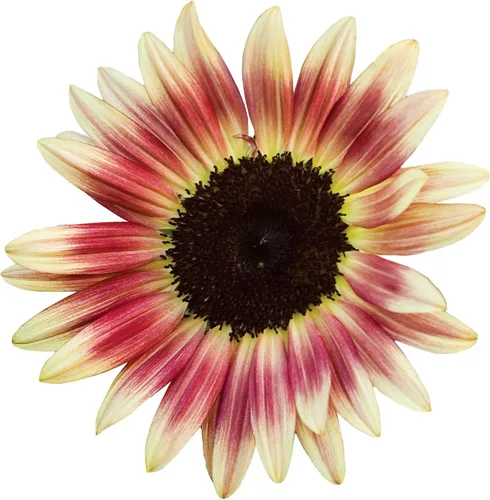 Miniatura 8 de Burpee Semillas de girasol crimson blaze sobre con 30 semillas Sunforest