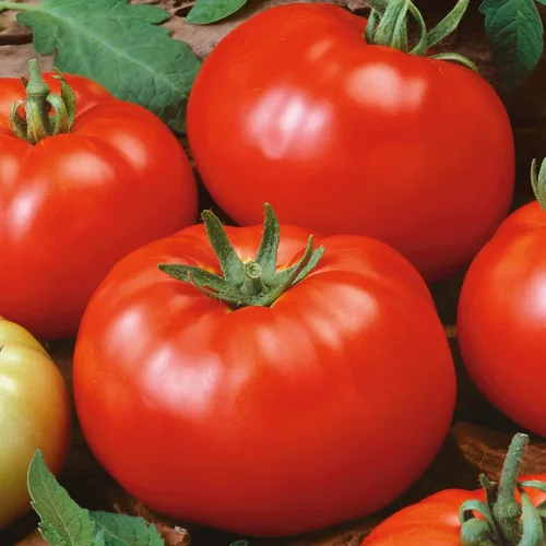 Brandywine Tomate rojo (hoja de patata) 0.25 onzas ~ 2,970 semillas – reliquia, sin OMG, alto rendimiento – rico y clásico sabor – ideal para