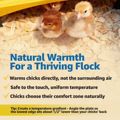 Miniatura 4 de Brinsea Ecoglow Safety 1200 - Plato para criar pollos o patitos, altura ajustable y ángulo, ideal para gallineros, aves de corral, calefacción