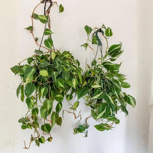 Miniatura 6 de Planta de filodendro en maceta de 4 pulgadas, planta de interior tropical, planta de follaje de fácil cuidado para el hogar, oficina o patio