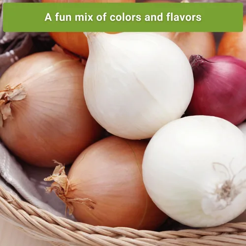 Miniatura 5 de Sow Right Seeds - Colección de semillas de cebolla de día corto para plantar - Criolla roja, cera blanca cristalina, Texas Early Grano - Paquetes