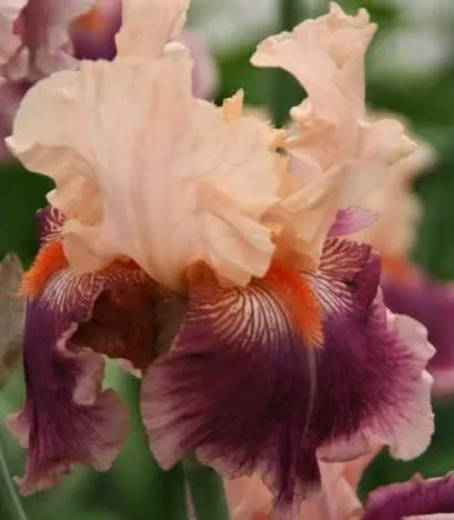 Canción de flor de cerezo, colorido barbudo REBLOOMING IRIS (1) rizoma/bulbo/raíz listo para plantar ahora