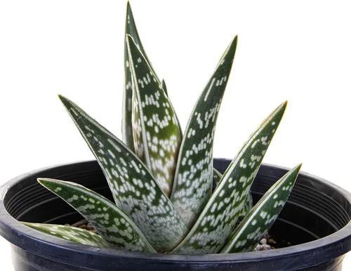 Miniatura 5 de Cactus Outlet Planta de aloe vera – Planta viva de interior y exterior – Planta de casa de aloe saludable – Barbadensis – Planta viva lista