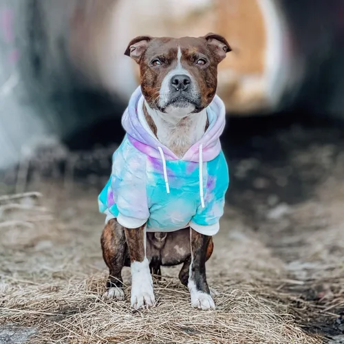 Miniatura 3 de Spark Paws Sudadera con capucha para perro, suéter de primera calidad para perros pequeños, medianos y grandes Trajes cálidos para bulldogs
