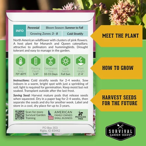 Miniatura 2 de Semillas de Algodoncillo Vistoso para Plantar - Asclepias Speciosa - Huésped de Mariposa Monarca - Planta Nativa Tolerante a la Sequía y Flor