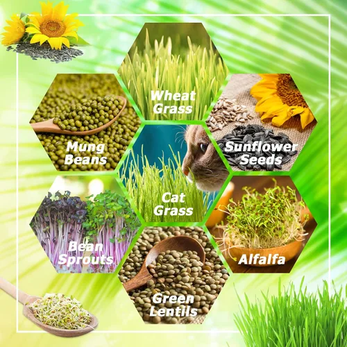 Miniatura 6 de Legigo Paquete de 2 Bandejas Germinadoras de Semillas con Tapas - Bandeja de Germinación de Cultivo Sin Suelo, Bandejas de Cultivo de Microvegetales