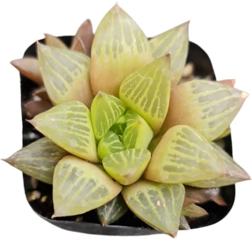 Miniatura 2 de Plantas Haworthia vivas (maceta de 2" retusa f. geraldii)
