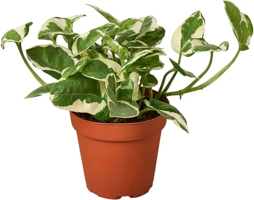 Miniatura 12 de Planta de serpiente Laurentii Sansevieria Trifasciata Planta viva para interior Diferentes plantas de interior en maceta de 4 y 6 pulgadas