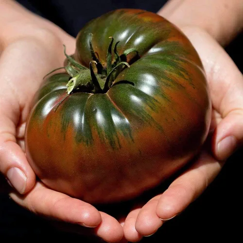 Miniatura 2 de Black Krim - Semillas de tomate cultivadas en Estados Unidos Russian Black Krim Heirloom 30+