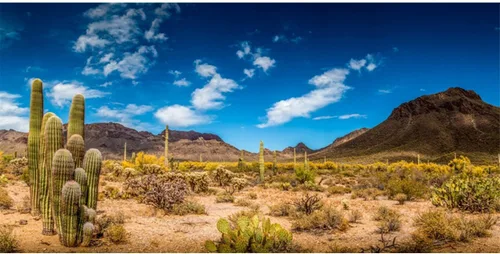 AWERT Vinilo de 48 x 18 pulgadas para reptiles, fondo de hábitat de cielo azul, oasis de cactus y desierto