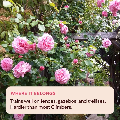 Miniatura 7 de Rosas trepadoras de reliquia, planta de raíz propia viva para jardín al aire libre, Aloha, muy fragantes, zonas de rusticidad 5 a 10, floración