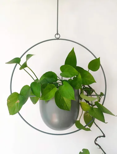 Miniatura 6 de RISEON - Colgador de plantas bohemio de oro metálico, maceta colgante de metal para pared y techo, moderna, soporte para plantas de mediados