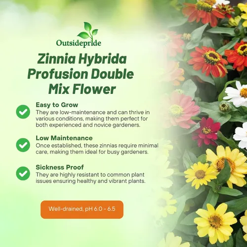 Miniatura 3 de Outsidepride - Zinnia, 25 semillas anuales, Hybrida Profusion Double, flores para plantar