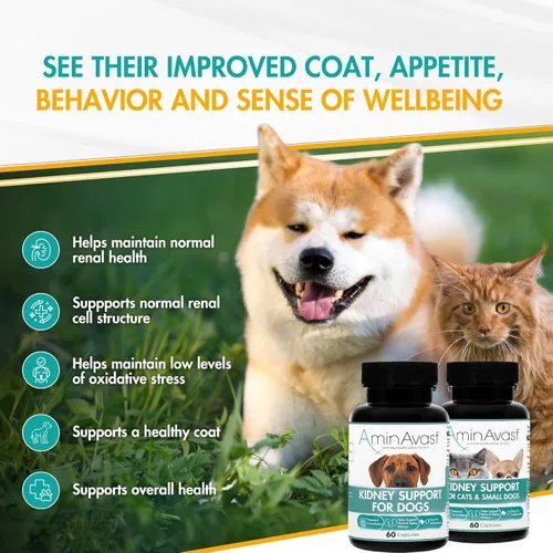 Miniatura 2 de AminAvast Apoyo renal para perros pequeños y gatos - Promueve el apoyo renal saludable en gatos y perros pequeños - 300 mg, 60 cápsulas