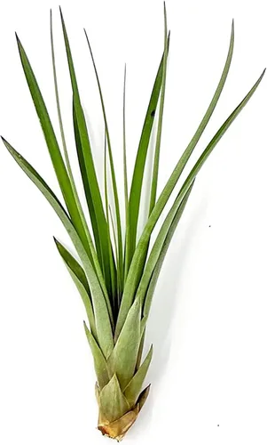Miniatura 6 de ragnaroc Planta de Aire Viva – Tillandsia Capiput, Jumbo 6-9” - 2 unidades - Llegada Viva Garantizada - Plantas de Casa para Decoración del Hogar
