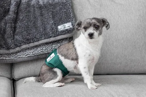 Miniatura 9 de Pet Parents® Bandas para el vientre lavables para perros machos (paquete de 3) + Extendrs® de pañales duraderos para perros machos, pañales premium