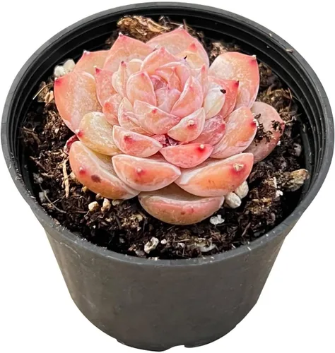 Miniatura 16 de Plantas suculentas vivas de 2 pulgadas, cactus con cono de pino, mini suculentas en maceta, planta de interior de fácil cuidado, regalos únicos