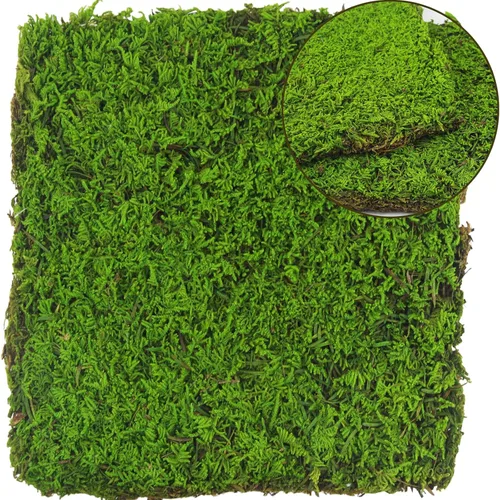2 piezas de musgo preservado para plantas en maceta, 2 pies cuadrados, tapete de musgo natural seco preservado, hojas de musgo verde para macetas,
