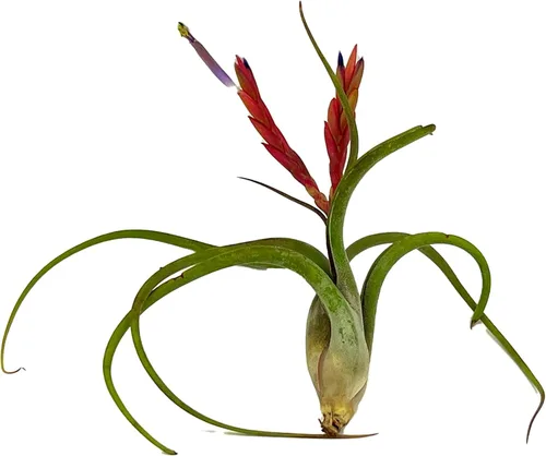 Miniatura 18 de ragnaroc Air Plants - Floración Tillandsia Bulbosa Belice, gigante de 7-9 pulgadas, 1 unidad, llegada en vivo garantizada, plantas