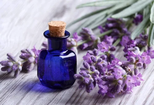 Miniatura 9 de Planta de lavanda inglesa Hierbas no transgénicas para plantar