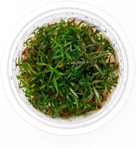 Miniatura 23 de Planta viva SubstrateSource - Hierba enana Eleocharis Belem cultivada en tejidos acuáticos para acuario - 100% libre de caracoles en copa in vitro