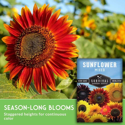 Miniatura 5 de Survival Garden Seeds - Mezcla de semillas de girasol populares para plantar - 2 paquetes con instrucciones para cultivar hermosas flores en tu
