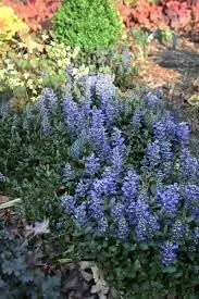 Miniatura 2 de Nuevas semillas frescas de flores de Ajuga 80pcs Generic