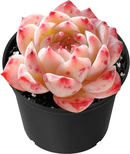 Miniatura 13 de Sprout N Green Echeveria 'Pink Tips', Mini planta suculenta viva totalmente arraigada en maceta de 2 pulgadas, planta de interior para interiores