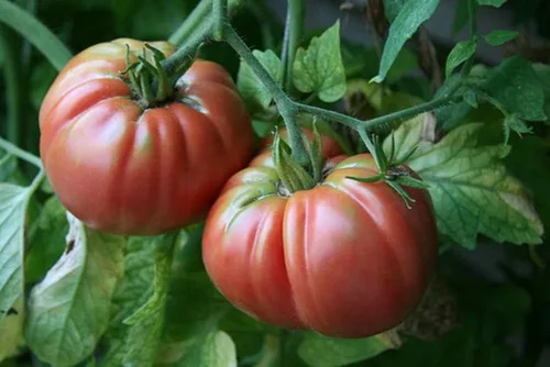 Miniatura 3 de Semillas de tomate gigante de Bélgica. 100 semillas. Fruta de 1 a 2 libras. 88 días. Reliquia, polinización abierta, sin OMG. Tomate para rebanar