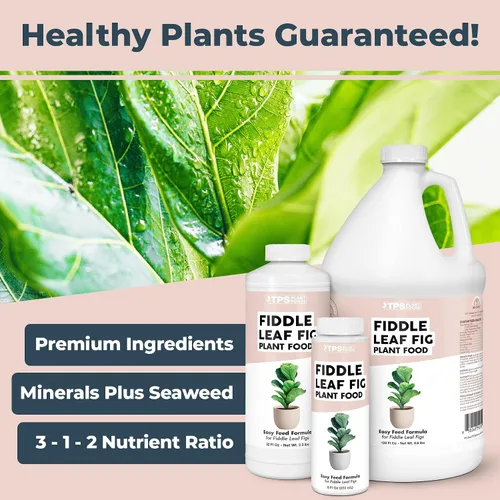 Miniatura 2 de Fiddle Leaf Fig Plant Food – Fertilizante líquido para hojas más grandes, raíces más fuertes y un nuevo crecimiento saludable, 8 onzas