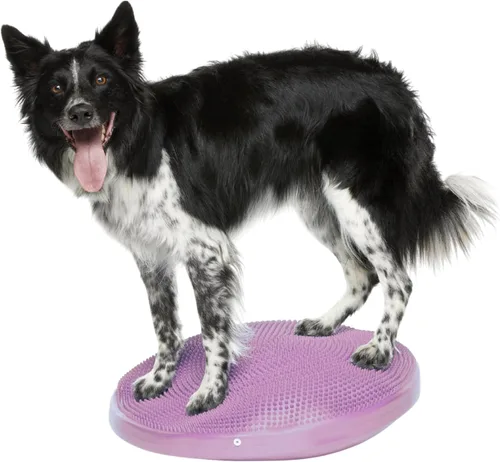 FitPaws® Disco de equilibrio para perros, 22 pulgadas, Razzleberry | Equipo de ejercicio para perros | Herramienta de entrenamiento para fuerza,