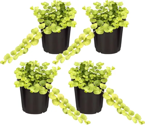 Miniatura 2 de Planta de lisimaquia viva (4 por paquete) y New Guinea Impatiens (3 por paquete) - Plantas con flores y arrastre