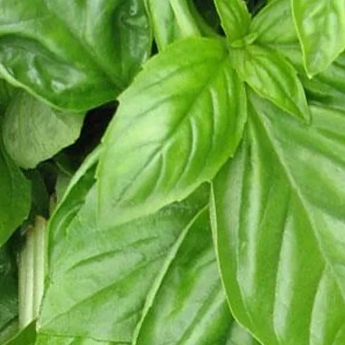Albahaca orgánica, genovesa - 1 onza ~ 16,000 semillas - Sin OMG, polinizado abierto, reliquia, jardinería de hierbas culinarias y semillas de