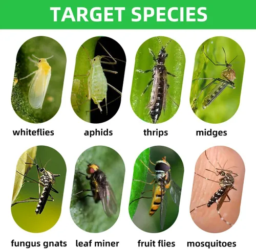 Miniatura 4 de 72 piezas de trampas adhesivas clásicas para mosquitos del hongo (plantas), insectos voladores, mosca blanca y mosca, trampas adhesivas