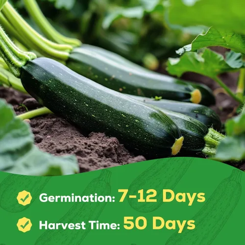 Miniatura 4 de Semillas de Calabacín para Plantar - 45 Semillas de Calabaza de Verano Black Beauty - Sin OGM, Paquete de Semillas de Vegetales Reliquia para Jardín