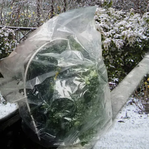 Miniatura 8 de ANPHSIN 6 piezas de película de invierno para plantas con cordón, cubierta de plástico de 35 x 59 pulgadas, protección contra congelación, bolsa