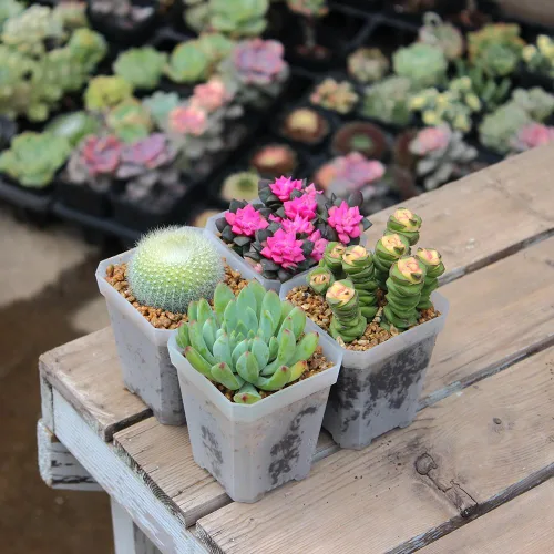 Miniatura 4 de Paquete de 60 macetas cuadradas de plástico pequeñas de 2.70 pulgadas, maceta para inicio de plantas y trasplante con orificio de drenaje