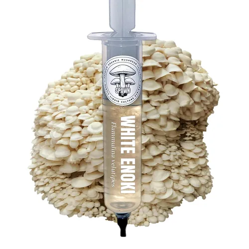 Miniatura 10 de Cultivo líquido de Cordyceps albino (Cordyceps militaris) 20mL Sustrato para micología
