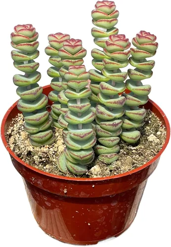 Miniatura 2 de Collar de bebé Crassula de 4 pulgadas, plantas suculentas vivas, plantas suculentas raras totalmente arraigadas en suelo suculento, planta viva