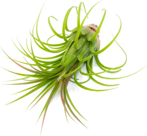 Miniatura 7 de Tillandsia Plantas de aire vivas de interior (paquete de 100), plantas de aire, recuerdos de fiesta a granel o recuerdos de boda, plantas vivas
