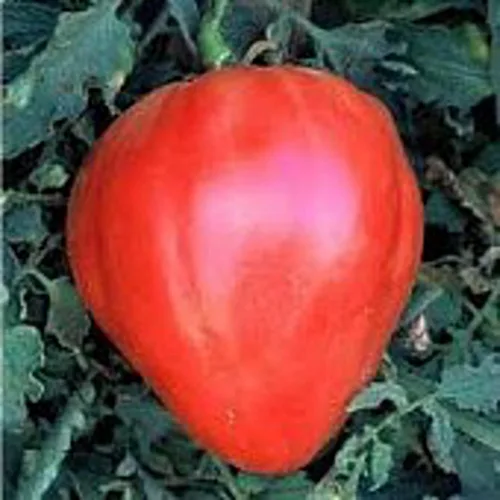Red Oxheart Semillas de tomate (40 semillas) Semillas para plantar, granja, cultivo en jardín, invernadero, verduras, frutas